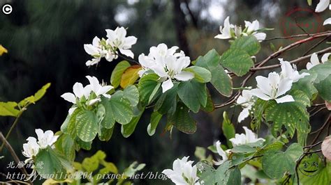 會開白花的樹|快看！十種常見會開花の樹，讓你體驗四季花香 